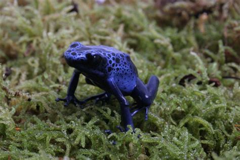 Aquarium Of The Pacific Online Learning Center Blue Poison Dart Frog