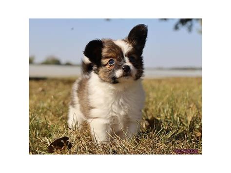 Papillon Dog Sable White Id2889617 Located At Petland Lewis Center
