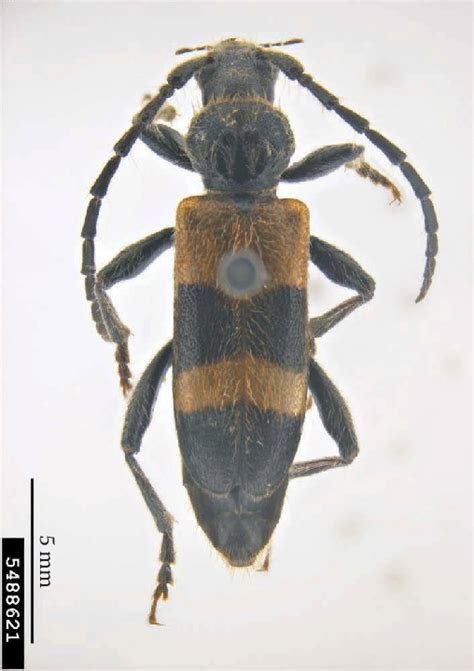 18 Semanotus Bifasciatus Adult Courtesy Of The Pest And Diseases