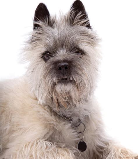 How To Care For Cairn Terriers Vida Veterinary Care