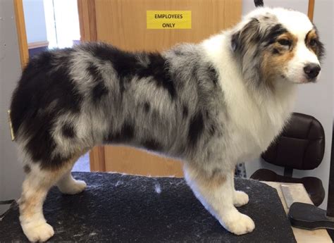 Before And After Australian Shepherd Haircut Styles