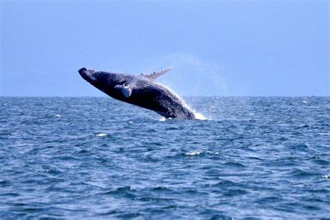 Samana Half Day Whale Watching Tour 2022 Dominican Republic Viator