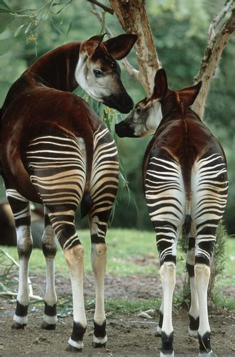 Lets Go Wild — The Okapi Okapia Johnstoni The Okapi Is A