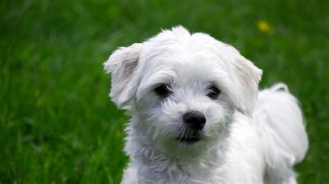 Maltese Dog Breed History Health And Characteristics