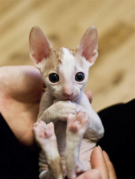The traits for hairlessness and missing teeth are genetically linked, so the hairless variety of. How much does a Cornish Rex Kitten Cost? - Annie Many