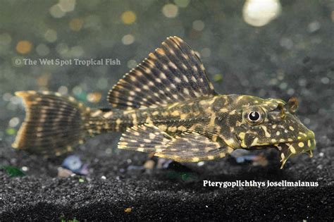 Wet Spot Tropical Fish Other Pterygoplichthys