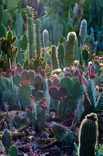 Arizona Cactus Garden At Stanford Amazing Spot Flickr