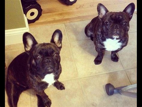 Cute puppies for sale at an affordable price. K4 French Bulldogs - Michigan - French Bulldog Puppies For ...