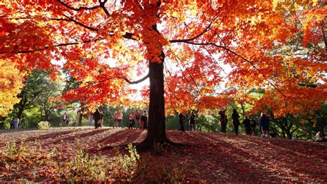 Check Out The 7 Best Places To See Fall Foliage In New England