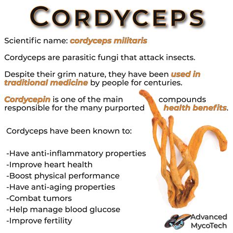 Cordyceps Sinensis Benefits