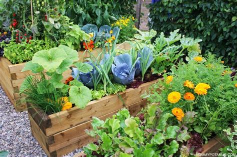 Vegetable Gardening For Beginners Tips How To Start