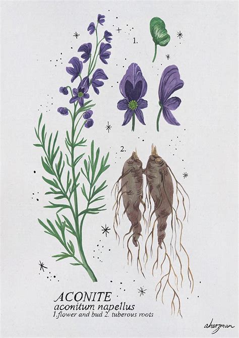Flower names for girls are very pretty, and in harry potter, they're also quite a common occurrence. The first four of my Harry Potter magical plant... | Harry ...