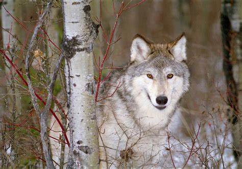 Endangered Gray Wolf By Ray Doan Good Nature Travel Blog