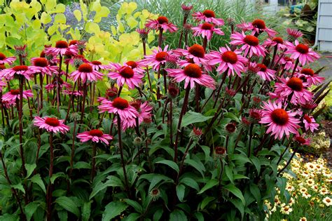 Coneflower Wallpapers Earth Hq Coneflower Pictures 4k Wallpapers 2019