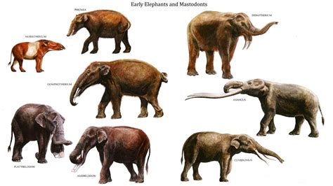 Early Elephants And Mastodonts 1920×1080 Elephants Pinterest
