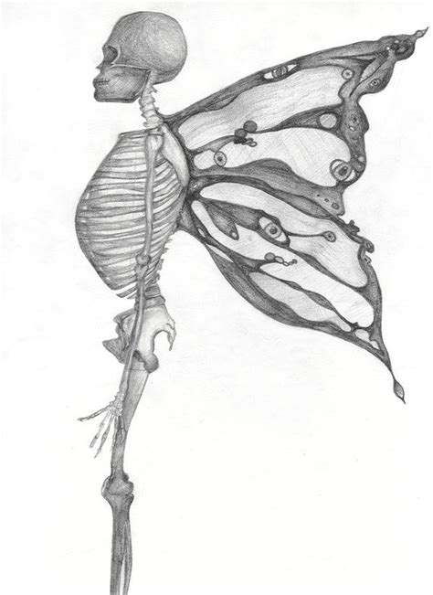 Butterfly Skeleton Butterfly Skeleton Pics Pinterest Skeletons