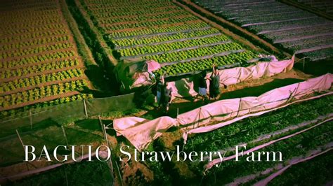Baguio Strawberry Farm Youtube