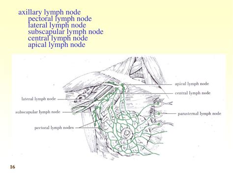 Ppt Main Collecting Lymphatic Channels Lymphatic Drainage Of The Head
