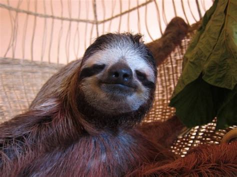 Its Sloth Week So Heres 10 Great Facts About Sloths Metro News