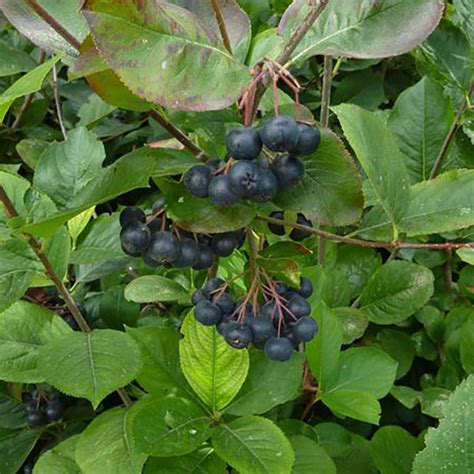 Aronia Melanocarpa Nero Aronie à Fruits Noirs Aronia Sur Le Mur Végétal