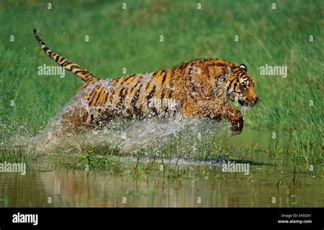 Tiger Jumping High Resolution Stock Photography And Images Alamy