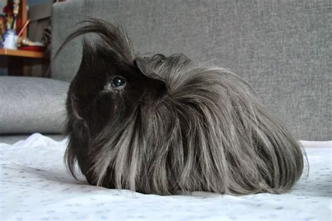 See more ideas about ponytail hairstyles, hair, natural hair styles. Pin on Guinea Pigs