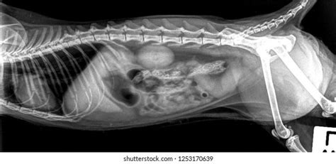 X Ray Normal Cat Thorax Abdominal Stock Photo 1253170639 Shutterstock