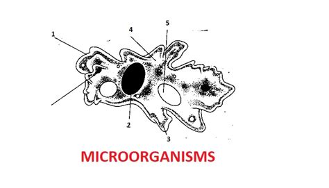 Grade 11 Life Sciences Classwork On Microorganisms Teacha