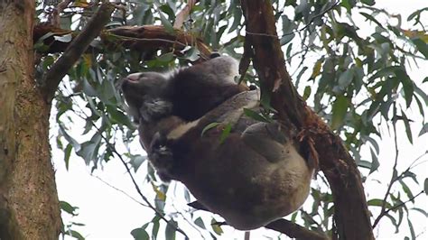 Wild Koala Having Sex Australia Youtube