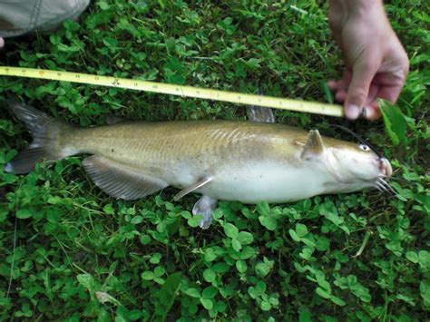 Ben Cantrells Fish Species Blog Little Miami River Oh