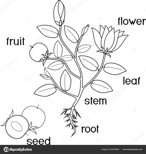 Coloring Page Parts Plant Morphology Flowering Plant Root