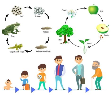 Life Cycle Of Living Things