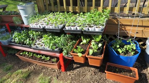 My First Container Garden Shelving And Container Set Up