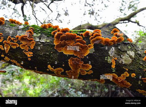 Wood Fungus On Coast Live Oak Tree Los Penasquitos Preserve San Diego