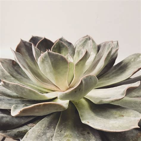 How big do they grow? Succulent echeveria from my garden. | Succulents ...
