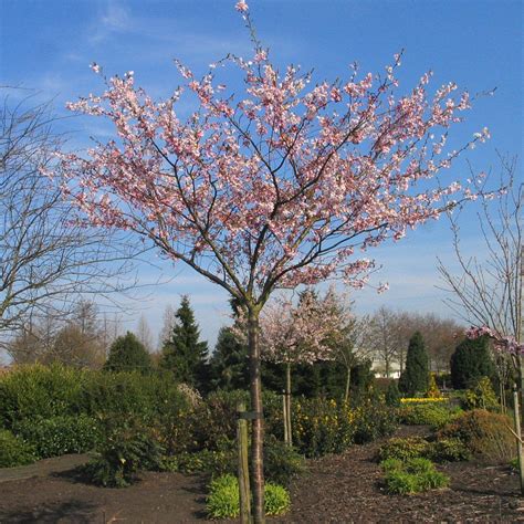 De Japanse Sierkers Prunus Accolade Is Een Prachtige Bolboom In Het