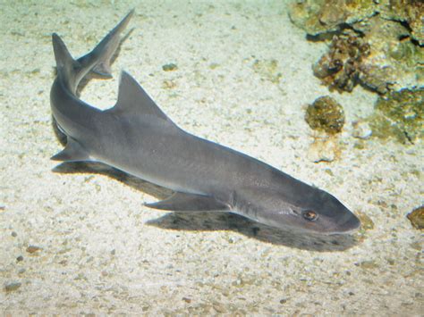 The Online Zoo Grey Smoothhound Shark