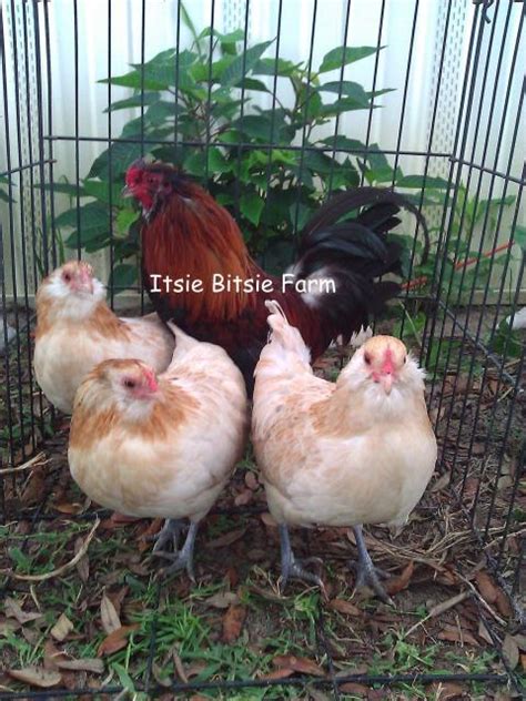 6 bantam wheaten ameraucana eggs backyard chickens learn how to raise chickens