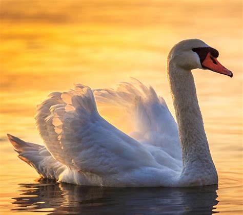 Beautiful Swan Photograph By Presilla Hadzhieva