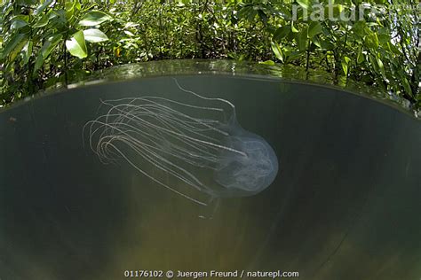 Nature Picture Library Box Jellyfish Chironex Sp In Mangroves Split