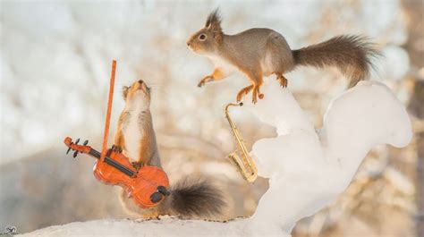 Adorable Wild Red Squirrels Playing With Tiny Music Instruments Fubiz