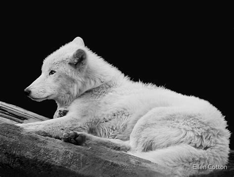 White Arctic Wolf By Ellen Cotton Redbubble