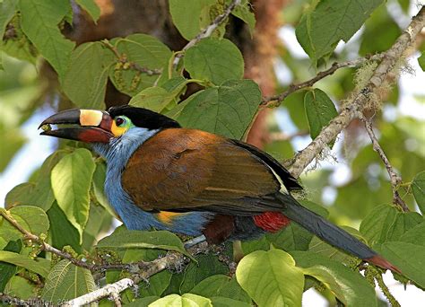 Toucan Parrot Bird Tropical 63 Wallpapers Hd Desktop And Mobile