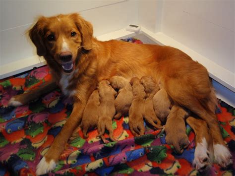 Addresses with entrances on the map, reviews, photos, phone numbers, opening hours and directions to these places. Nova Scotia Duck Toller Puppies: One female for show ...