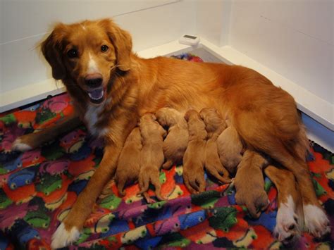 A toll keeper while tiller is a person who tills; Nova Scotia Duck Toller Puppies: One female for show ...