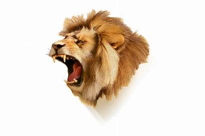 Lion Roaring Vector Head Icon Illustration Icons
