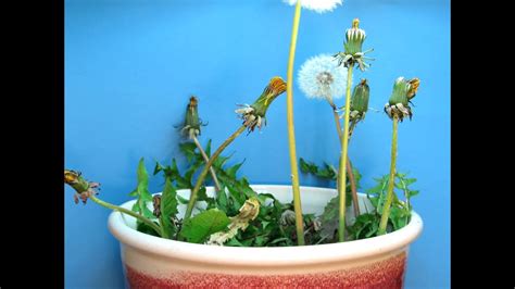 Time Lapse Of Dandelions Blooming And Going To Seed Youtube