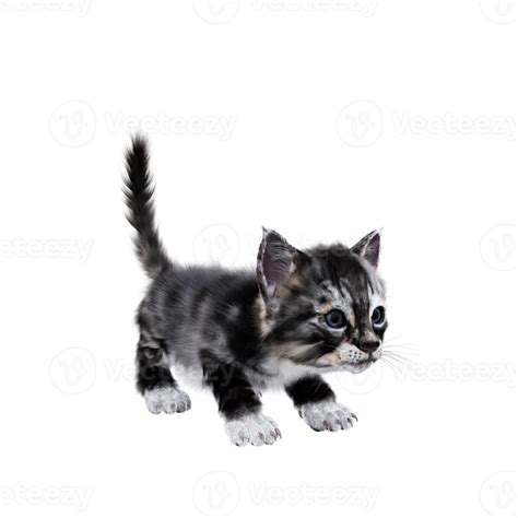 3d Kitten Cat Isolated 18752924 Png