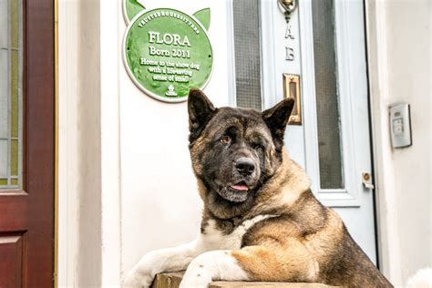 First Ever Pet Plaque Scheme Honours Beloved Pets Across Uk Dogs