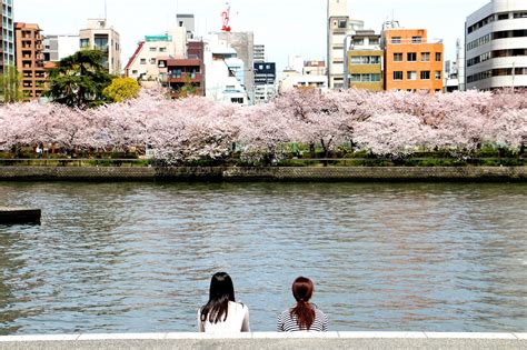 Cherry Blossoms O Kawa River Osaka Osaka Cherry Blossom Osaka Japan